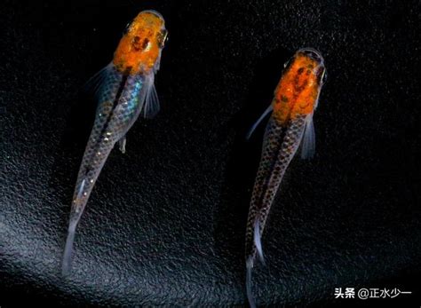 好看又好養的魚|12種養不死的觀賞魚都有哪些？新手都可以輕鬆養好的。